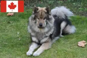 Lee más sobre el artículo Eurasier criadores y cachorros en Canadá