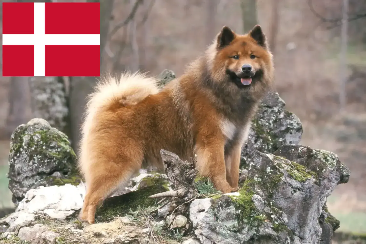 Lee más sobre el artículo Eurasier criadores y cachorros en Dinamarca