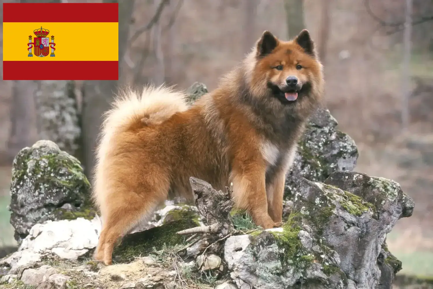 Lee más sobre el artículo Criadores y cachorros de Eurasier en España