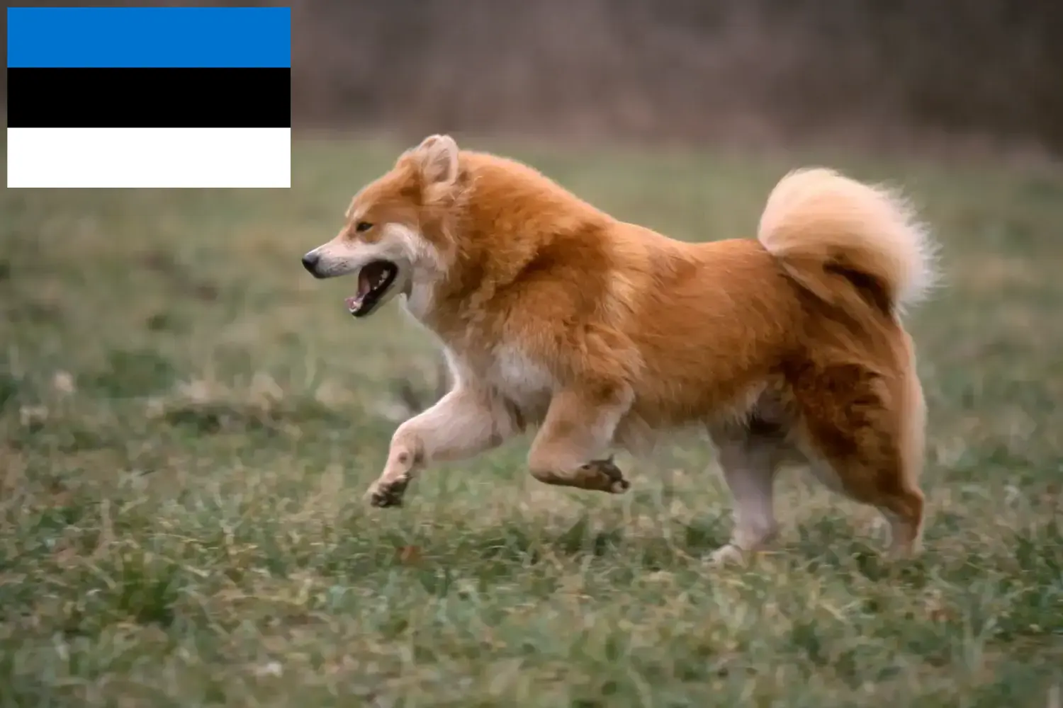 Lee más sobre el artículo Criadores de Eurasier y cachorros en Estonia