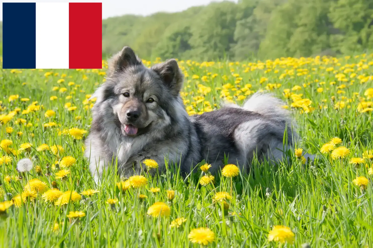 Lee más sobre el artículo Eurasier criadores y cachorros en Francia