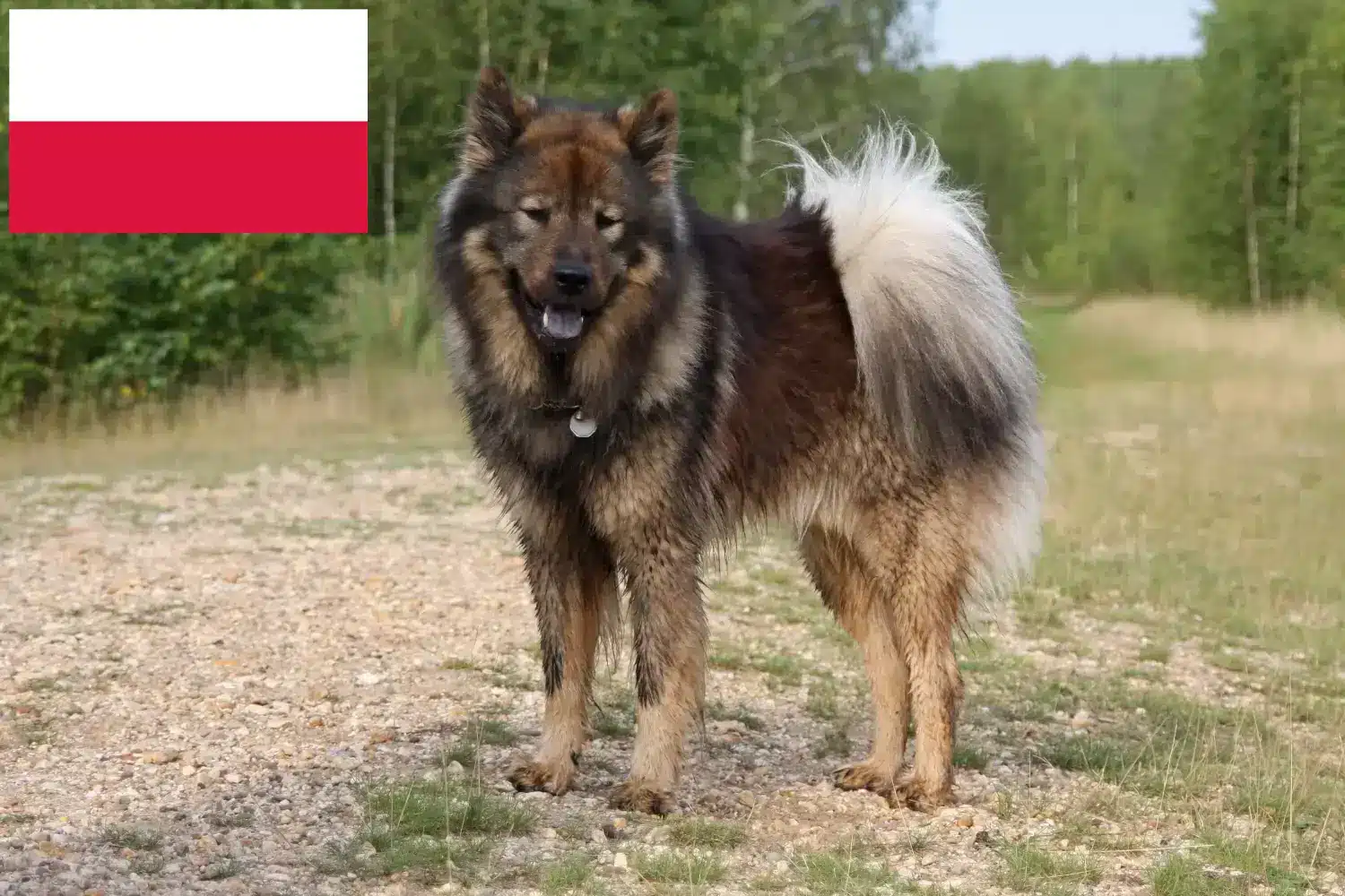 Lee más sobre el artículo Eurasier criadores y cachorros en Polonia