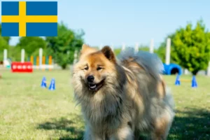 Lee más sobre el artículo Eurasier criadores y cachorros en Suecia