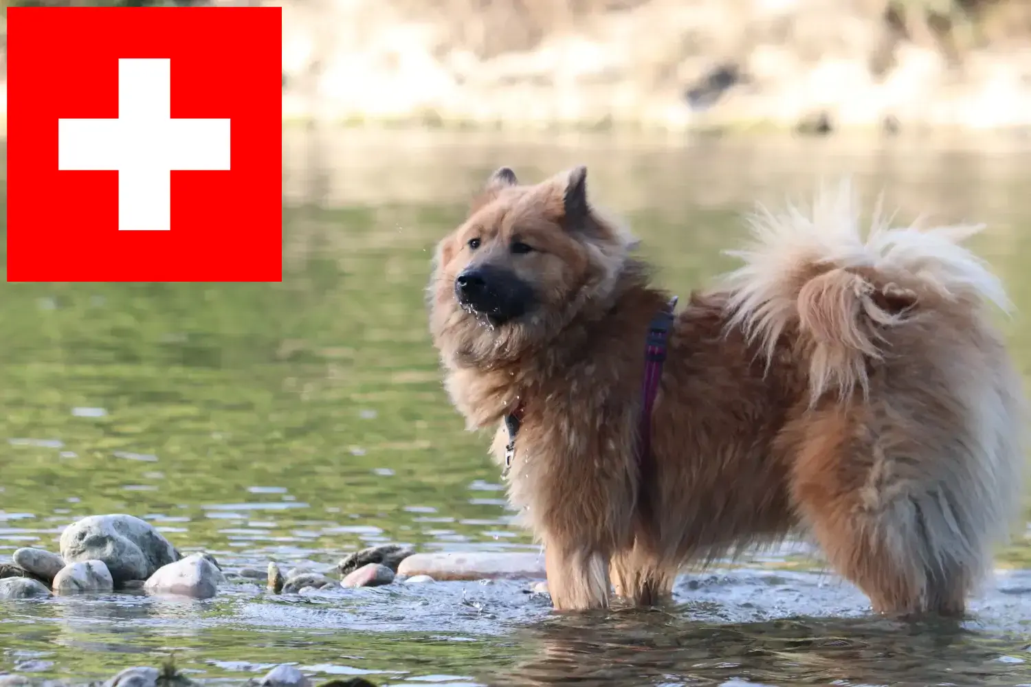 Lee más sobre el artículo Eurasier criadores y cachorros en Suiza