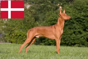 Lee más sobre el artículo Criadores de Pharaoh Hound y cachorros en Dinamarca