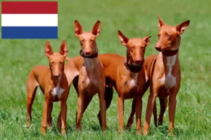 Lee más sobre el artículo Criadores y cachorros de Pharaoh Hound en los Países Bajos