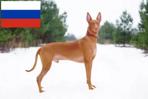 Lee más sobre el artículo Criadores de perros faraones y cachorros en Rusia