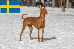 Lee más sobre el artículo Criadores y cachorros de Pharaoh Hound en Suecia