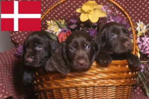 Lee más sobre el artículo Criadores de Field Spaniel y cachorros en Dinamarca
