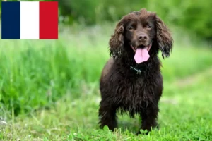 Lee más sobre el artículo Criadores y cachorros de Field Spaniel en Francia
