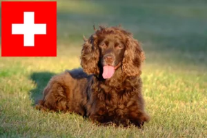 Lee más sobre el artículo Criadores de Field Spaniel y cachorros en Suiza