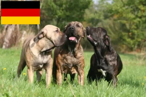 Lee más sobre el artículo Fila Brasileiro criadores y cachorros en Alemania