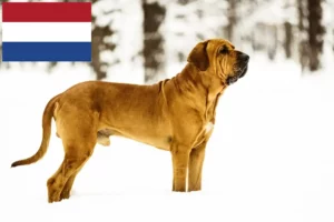 Lee más sobre el artículo Criadores de Fila Brasileiro y cachorros en los Países Bajos
