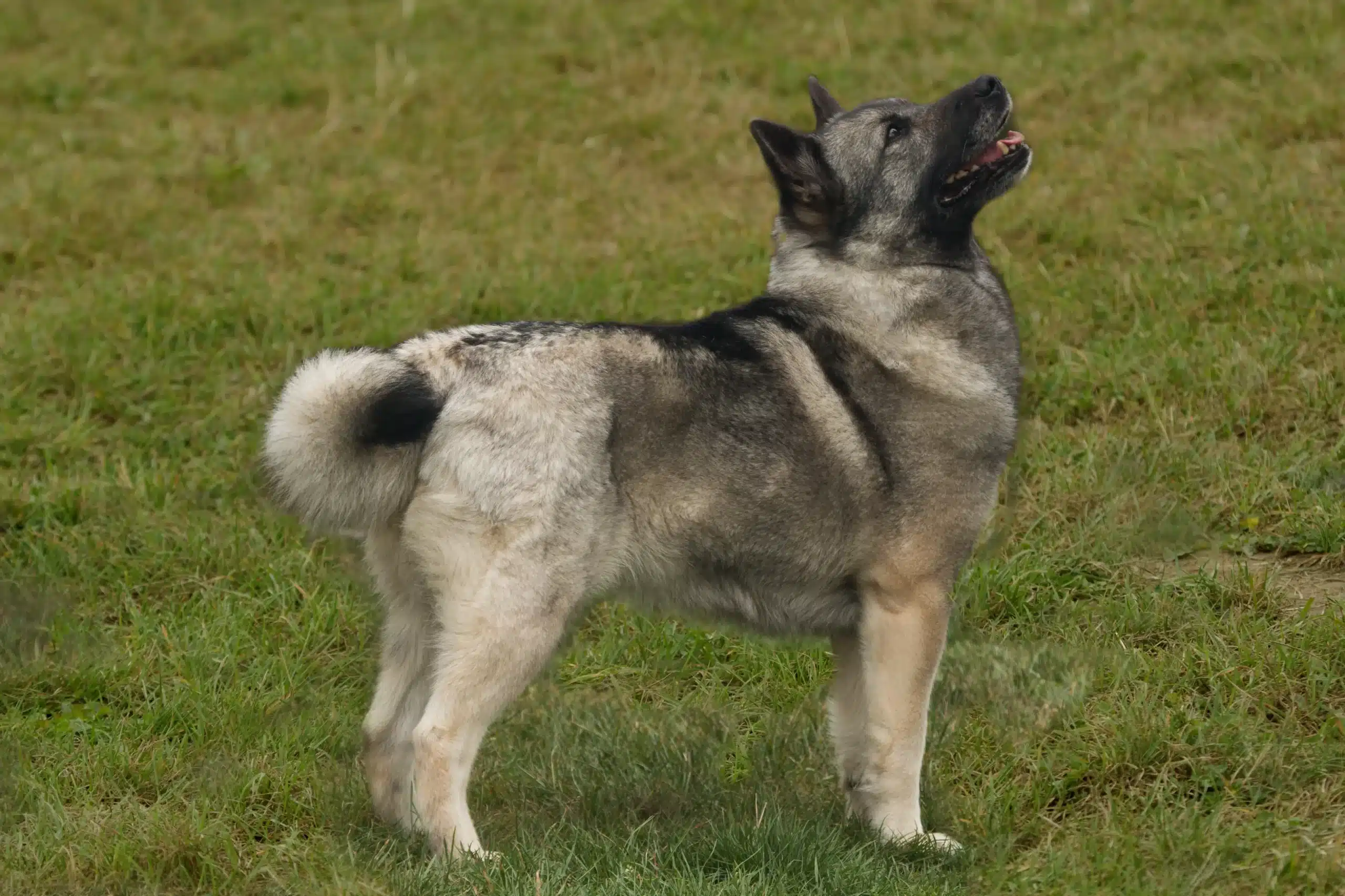 Lee más sobre el artículo Criador de Buhund noruego