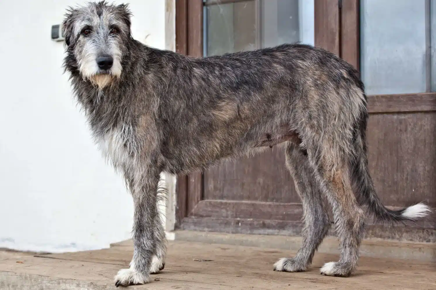 Lee más sobre el artículo Criador de Irish Wolfhound