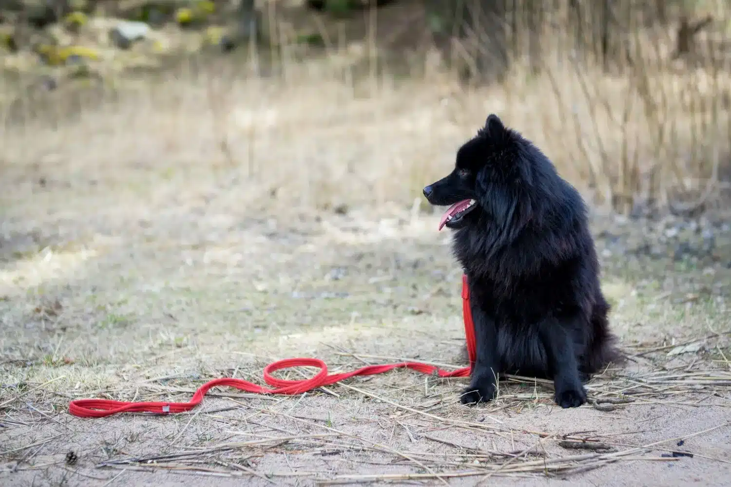 Lee más sobre el artículo Criador de Lapphund sueco