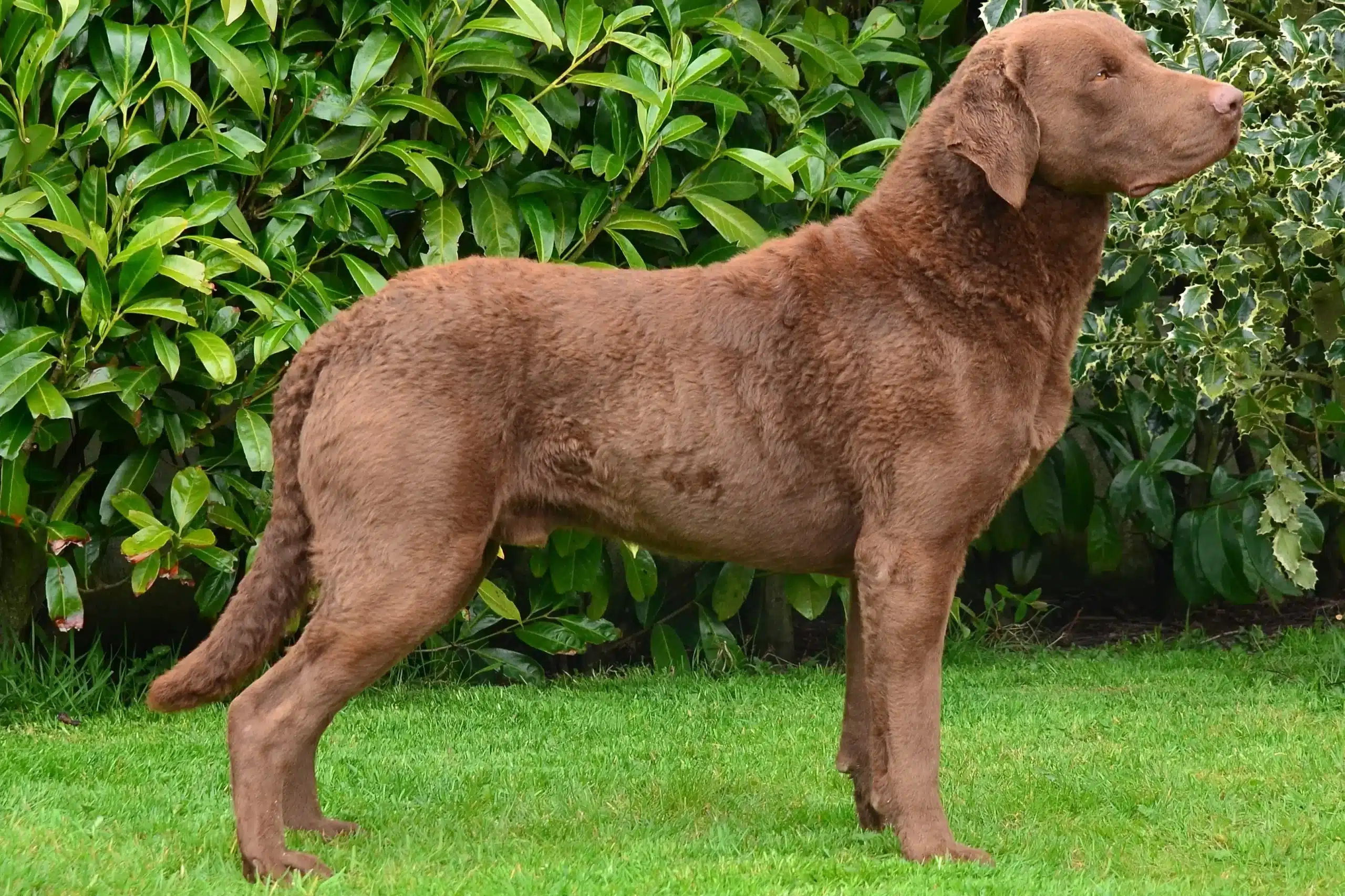 Lee más sobre el artículo Criador de Chesapeake Bay Retriever