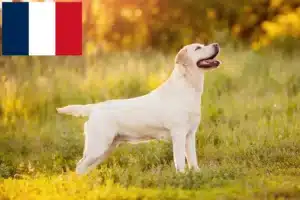 Lee más sobre el artículo Criadores de labradores y cachorros en Reunión