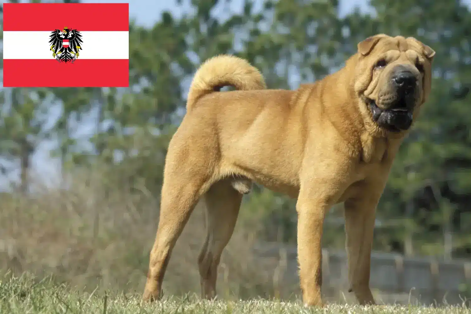 Lee más sobre el artículo Criadores de Shar-Pei y cachorros en Austria