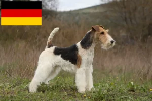 Lee más sobre el artículo Criadores y cachorros de Fox Terrier en Alemania