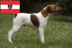 Lee más sobre el artículo Criadores y cachorros de Fox Terrier en Austria