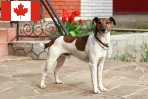 Lee más sobre el artículo Criadores y cachorros de Fox Terrier en Canadá