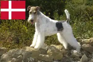 Lee más sobre el artículo Criadores y cachorros de Fox Terrier en Dinamarca