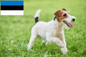 Lee más sobre el artículo Criadores y cachorros de Fox Terrier en Estonia