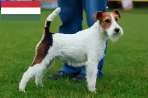 Lee más sobre el artículo Criadores de Fox Terrier y cachorros en Hungría