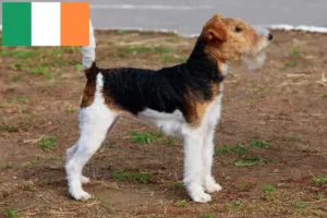 Lee más sobre el artículo Criadores y cachorros de Fox Terrier en Irlanda