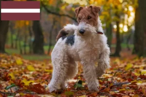 Lee más sobre el artículo Criadores y cachorros de Fox Terrier en Letonia