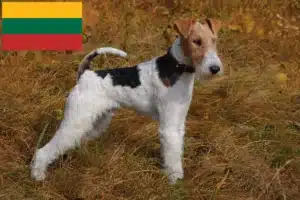 Lee más sobre el artículo Criadores y cachorros de Fox Terrier en Lituania