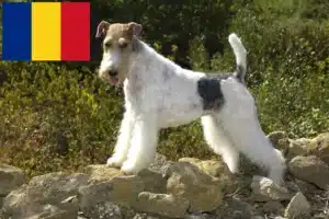 Lee más sobre el artículo Criadores y cachorros de Fox Terrier en Rumanía