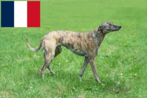 Lee más sobre el artículo Criadores de galgos y cachorros en Francia