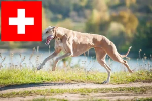 Lee más sobre el artículo Criadores de galgos y cachorros en Suiza