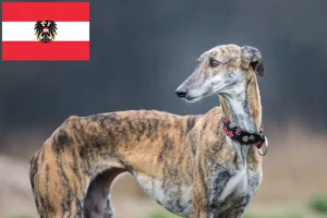 Lee más sobre el artículo Galgo Español criadores y cachorros en Austria