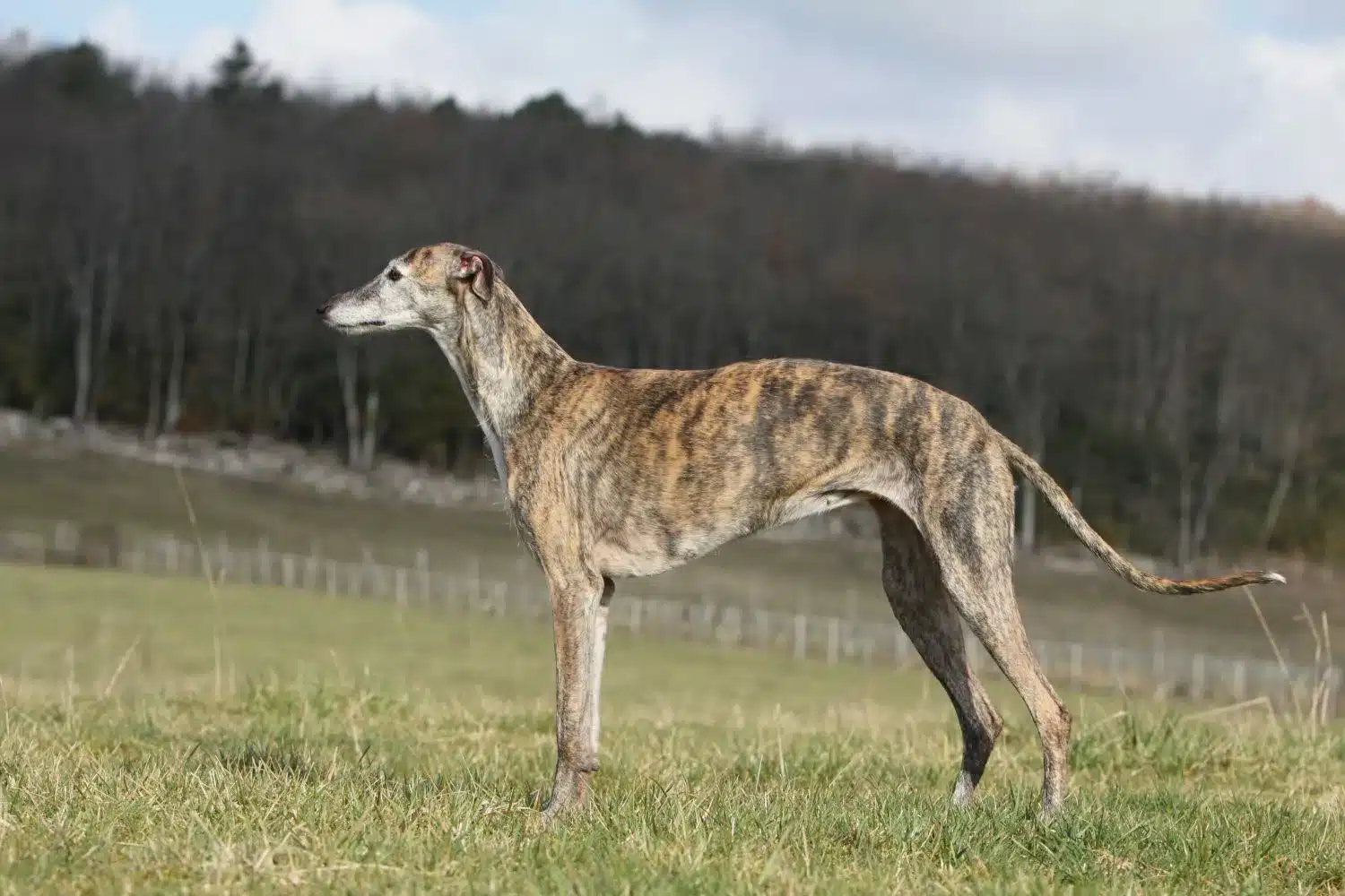 Lee más sobre el artículo Galgo Español criador