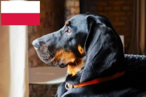 Lee más sobre el artículo Gończy Polski criadores y cachorros en Polonia