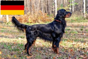 Lee más sobre el artículo Criadores y cachorros de Gordon Setter en Alemania