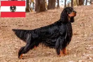 Lee más sobre el artículo Criadores y cachorros de Gordon Setter en Austria