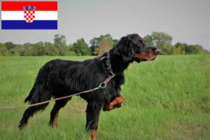 Lee más sobre el artículo Criadores y cachorros de Gordon Setter en Croacia