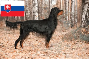 Lee más sobre el artículo Criadores y cachorros de Gordon Setter en Eslovaquia