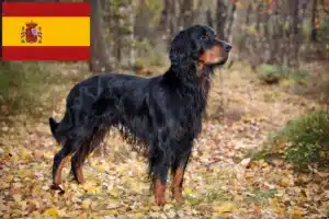 Lee más sobre el artículo Criadores y cachorros de Gordon Setter en España