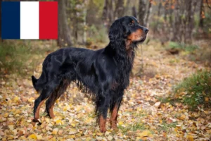 Lee más sobre el artículo Criadores y cachorros de Gordon Setter en Francia