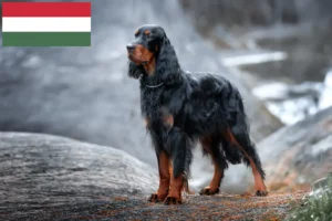 Lee más sobre el artículo Criadores y cachorros de Gordon Setter en Hungría