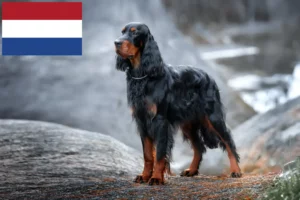 Lee más sobre el artículo Criadores y cachorros de Gordon Setter en los Países Bajos