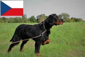 Lee más sobre el artículo Criadores y cachorros de Gordon Setter en la República Checa