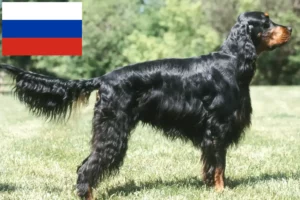 Lee más sobre el artículo Criadores y cachorros de Gordon Setter en Rusia