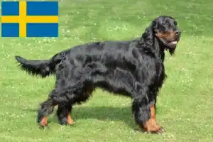 Lee más sobre el artículo Criadores y cachorros de Gordon Setter en Suecia