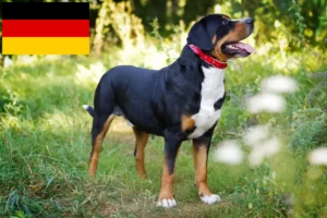 Lee más sobre el artículo Gran Boyero Suizo Criador y Cachorros en Alemania